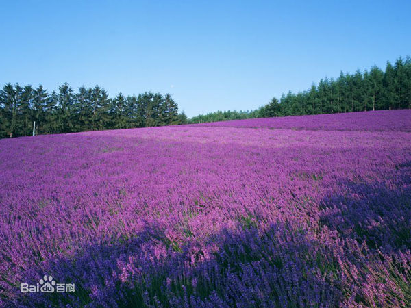 蓝调薰衣草庄园官网,蓝调薰衣草庄园别墅