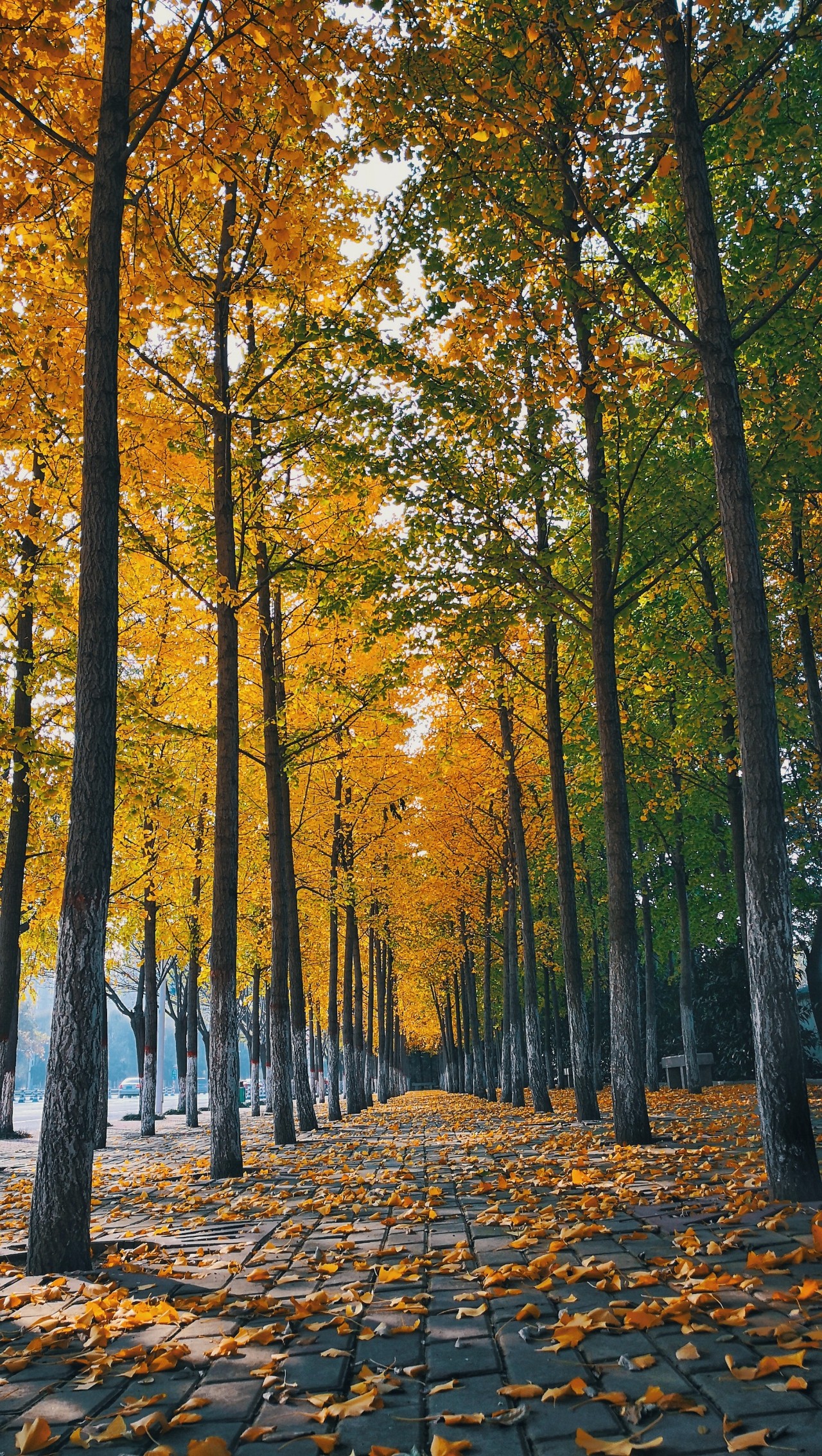 我在许昌很想你,好想好想遇见你