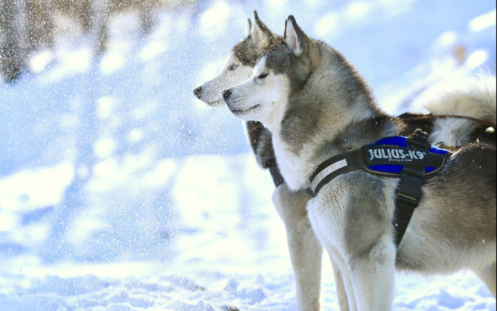 犬种百科之苏格兰牧羊犬,犬种百科德牧犬