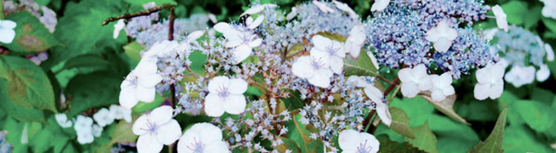 日本pola补水保湿,日本原装进口护肤品pola