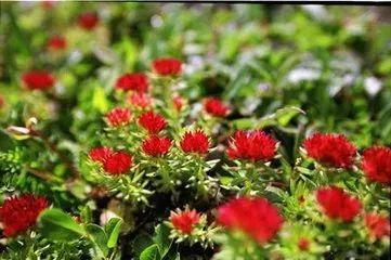 白山地区好的地方特产,白山特产有哪些值得买