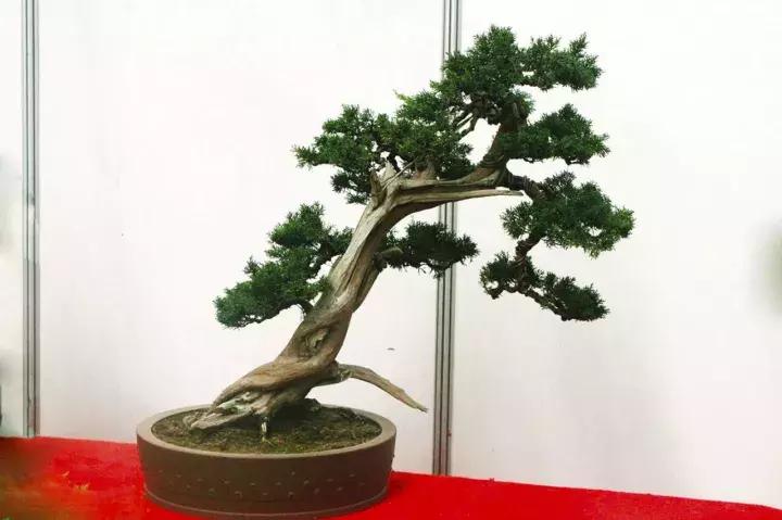 榆树盆景冬天在室内落叶吗,落叶盆景冬天怎么养护