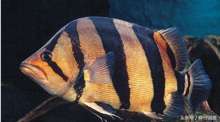 观赏鱼大缸单养霸气的泰国虎鱼,高端观赏鱼泰国虎鱼怎么样