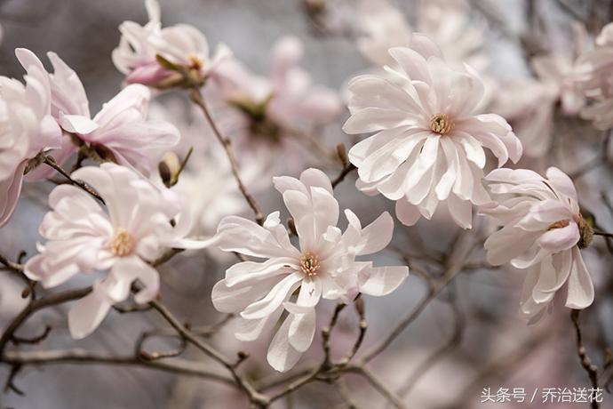 祖玛珑香水星花木兰,祖马龙花木兰香氛