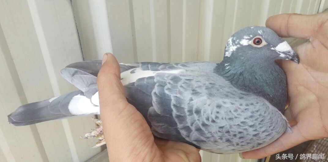 养鸽子必备的药物,要想鸽子不生病平常喂点什么呢