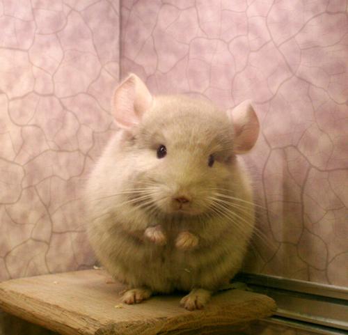 龙猫喂养最好的方法,龙猫喂养的正确方式