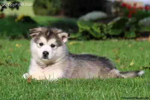 犬种百科之比熊犬,阿拉斯加犬是哪个国家的犬种
