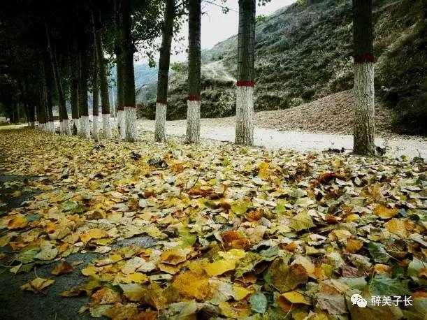 路边的白杨树歌曲,偶遇路边白杨树文案