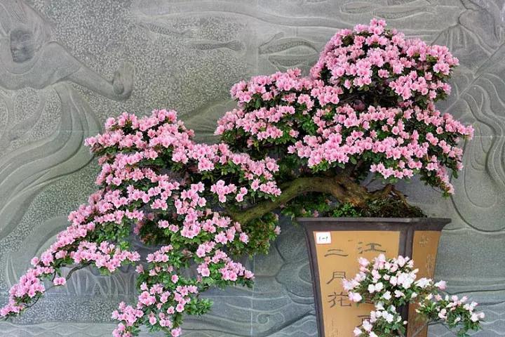 杜鹃花的鉴赏方法,关于杜鹃花的养护知识资料