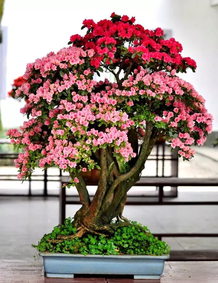 杜鹃花的鉴赏方法,关于杜鹃花的养护知识资料