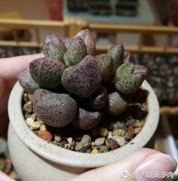 水泡系列的多肉品种大全,一见钟情情有独钟