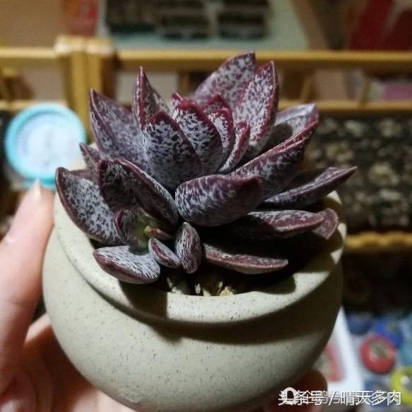 水泡系列的多肉品种大全,一见钟情情有独钟