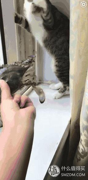 捡到的猫咪要不要归还给原主子,捡到一只流浪猫要注意事项