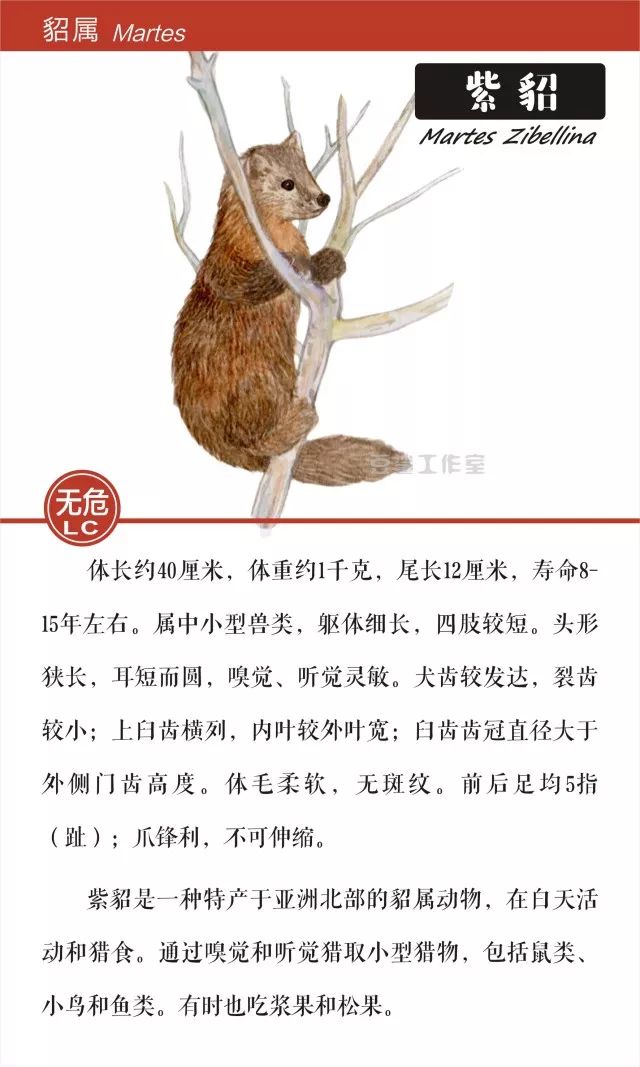 给你带来温暖和短暂时尚的皮草,你想知道背后的故事吗?