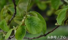 木瓜树植物观察记录,木瓜树植物大全