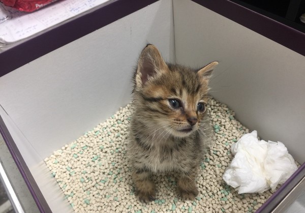 猫铲屎器怎么放猫砂盆上,怎么教猫咪去猫砂盆上厕所