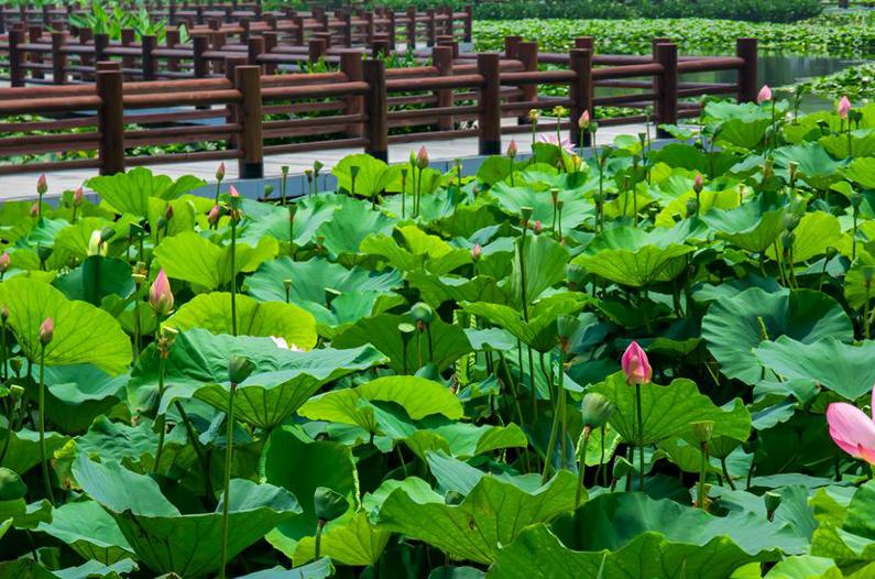 长兴有多美之图影生态湿地文化园,是典型的湖泊形湿地