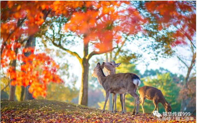 去日本必读的100个旅游小贴士,去日本值得收藏的东西