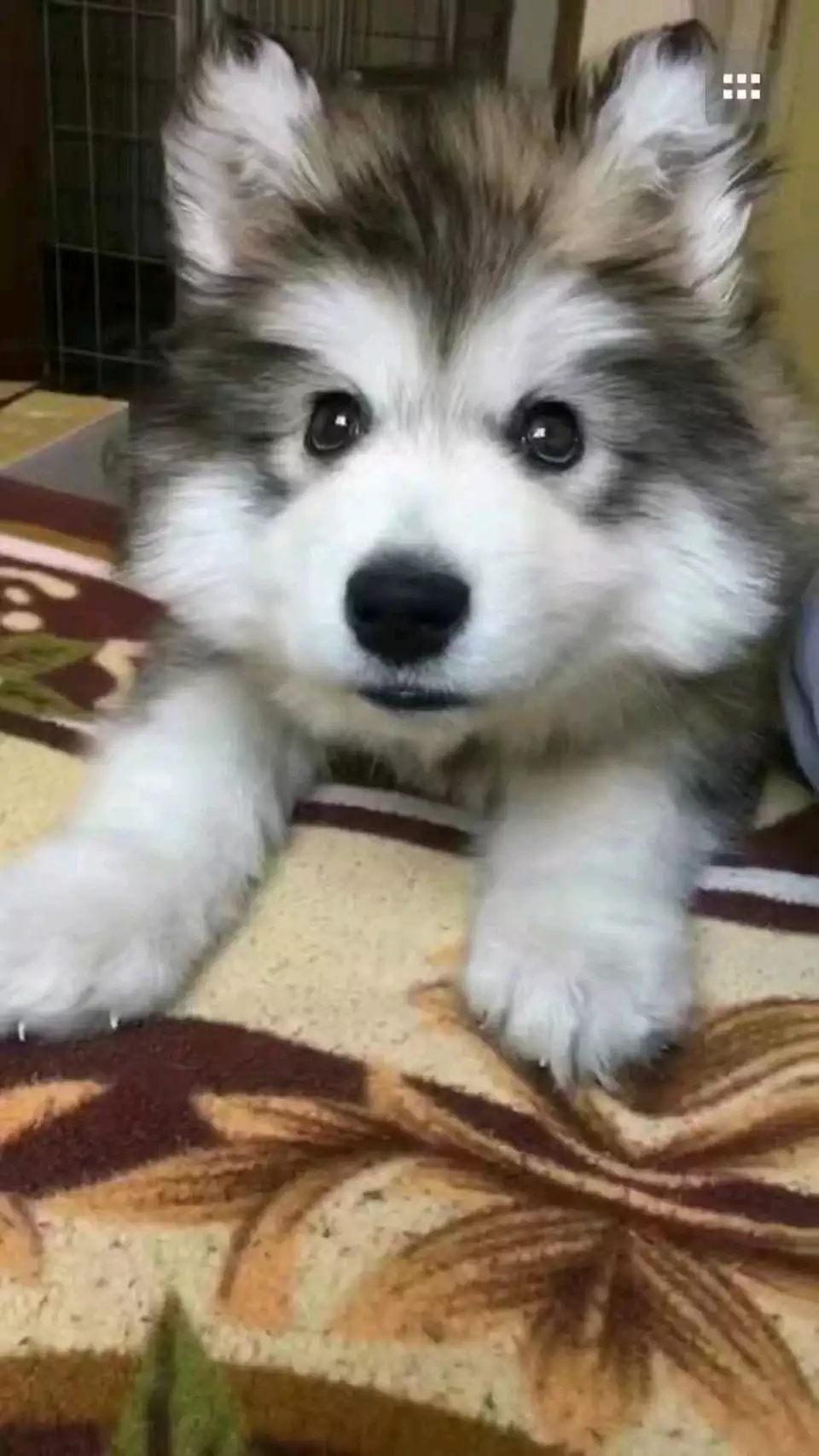 犬种百科之比熊犬,阿拉斯加犬是哪个国家的犬种