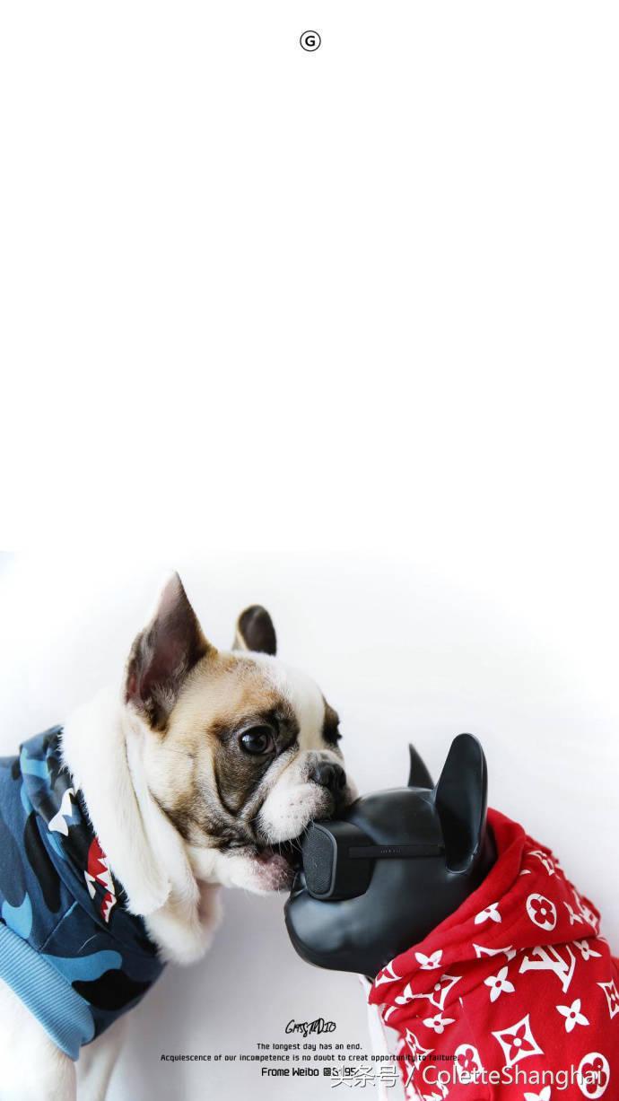 皇室狗狗壁纸,穿衣服的狗狗壁纸