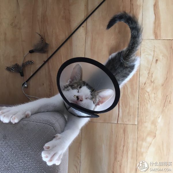 捡到的猫咪要不要归还给原主子,捡到一只流浪猫要注意事项