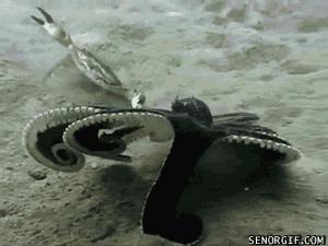 章鱼哥智商逆天,章鱼哥的智商退化视频