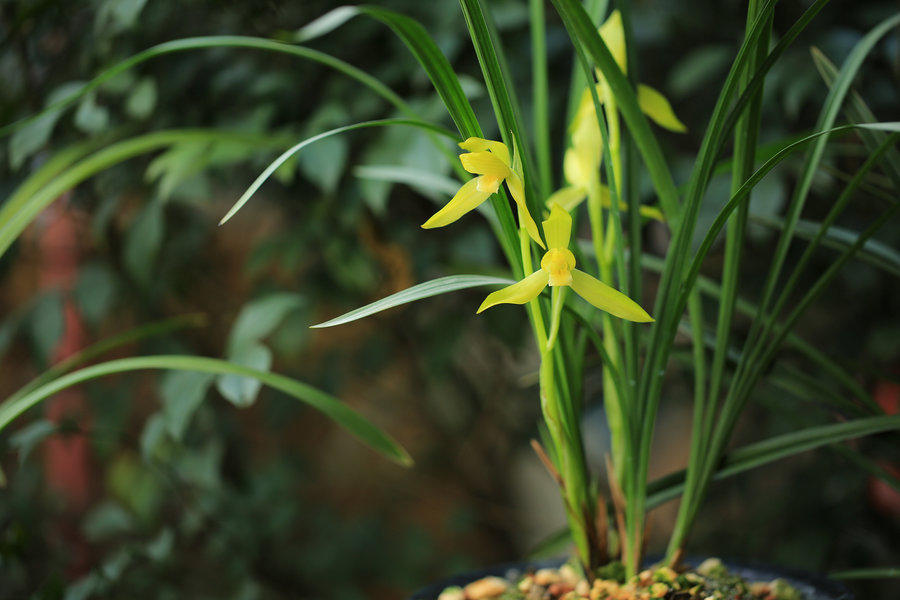 常见的药用兰花图片,路边很常见兰花图片