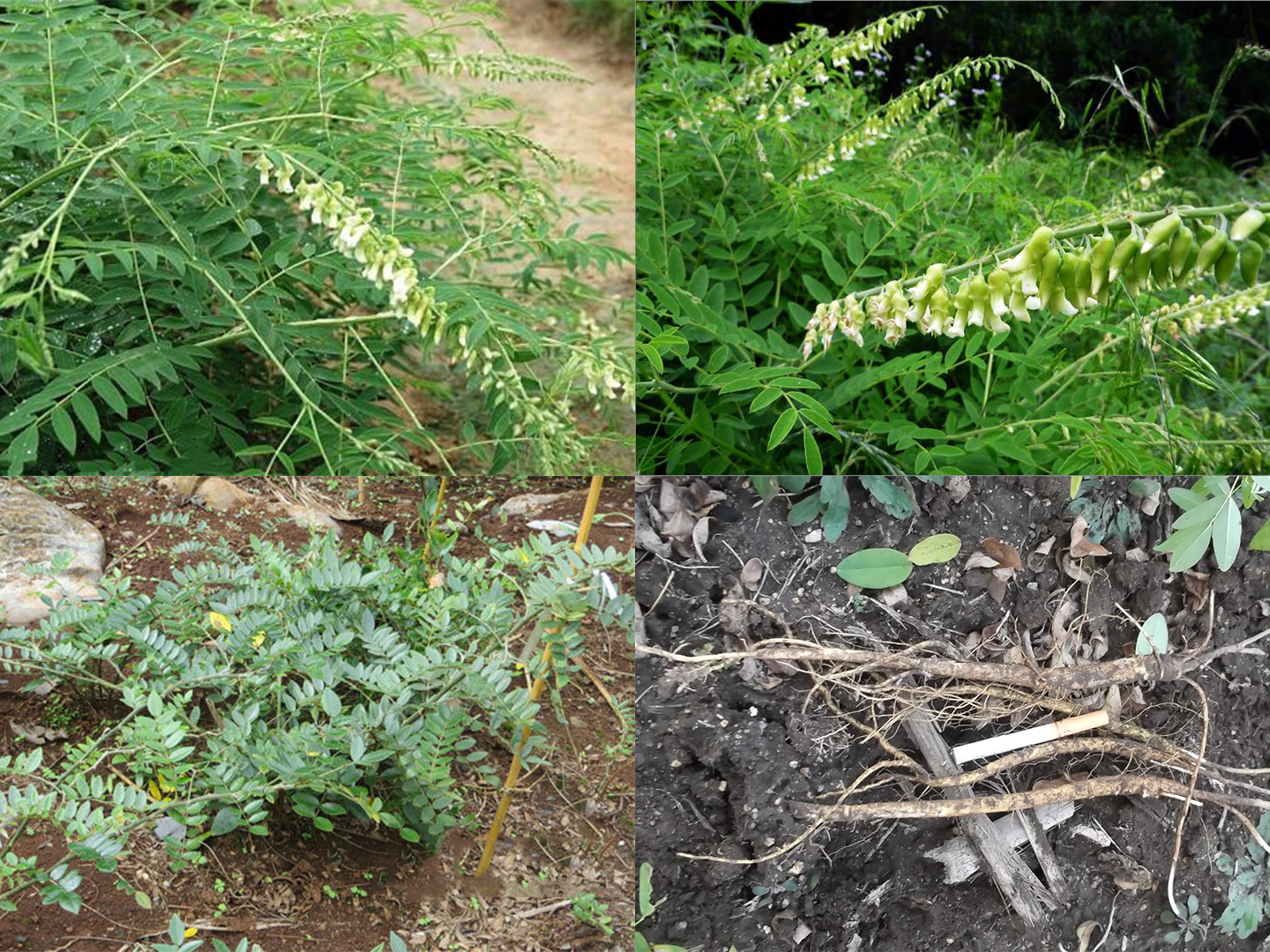 鑻﹀弬浜哄弬鍖哄埆,澶у璁よ瘑閲庣敓妞嶇墿