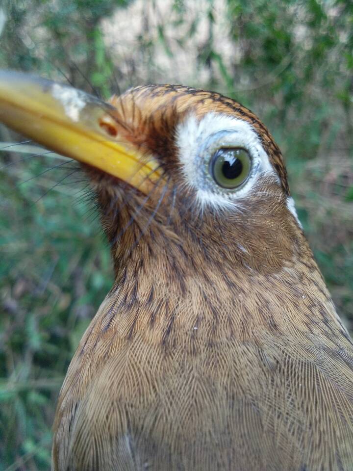 画眉鸟训练方向,画眉鸟怎么调整斗性