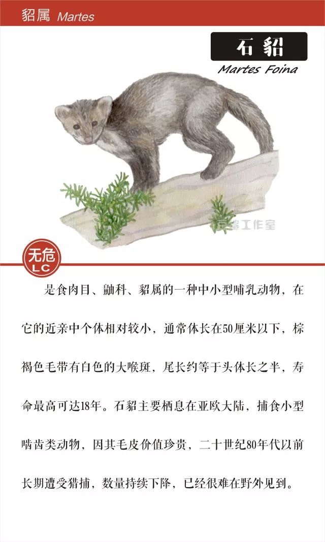 给你带来温暖和短暂时尚的皮草,你想知道背后的故事吗?