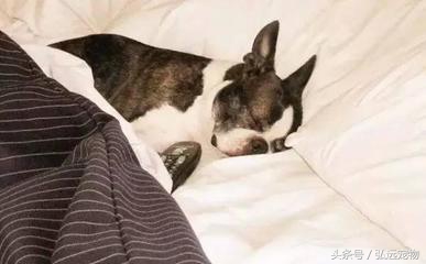 狗狗喜欢睡床,狗狗喜欢睡床边什么意思