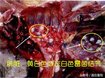 养殖场霉菌毒素注意事项,禽曲霉菌病防治方法