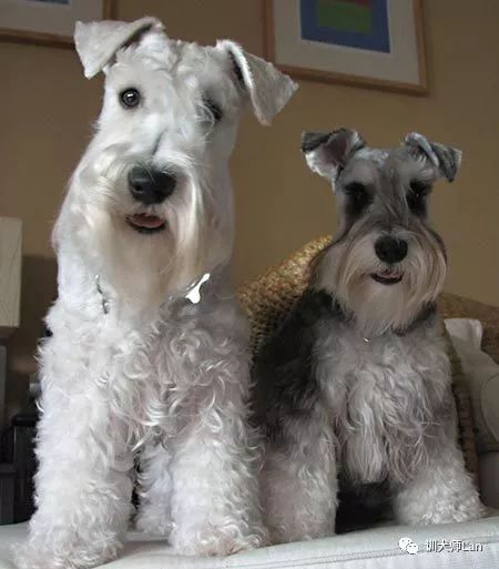 如何挑选一只适合家养的雪纳瑞,新手养雪纳瑞入门必备攻略