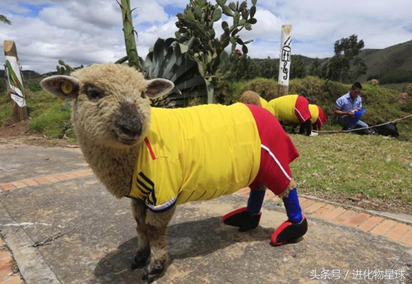 球赛频繁丢球斗殴，观众却喝彩，原来球员都是可爱动物