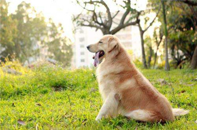 怎么改掉金毛拆家的毛病,如何改掉金毛乱拉的毛病