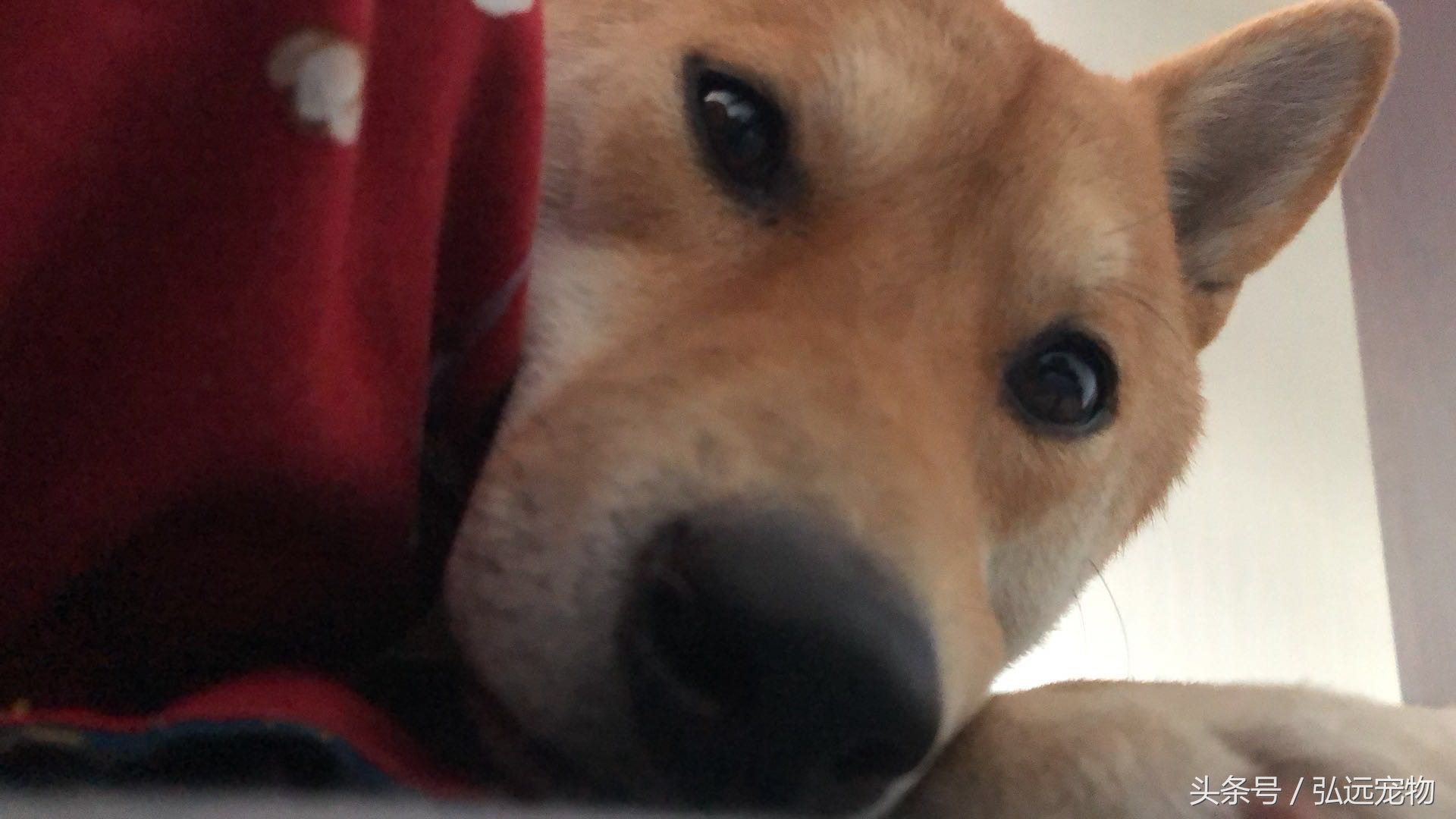 狗狗喜欢睡床的理由是这样的。。。