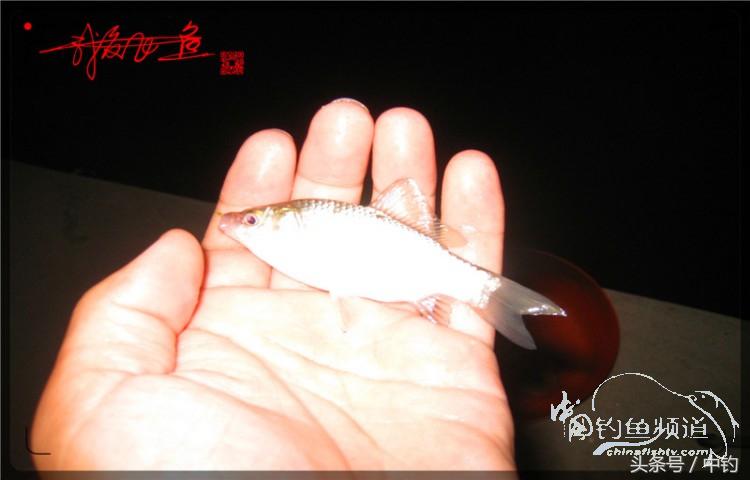 蝙蝠老是来屋里怎么赶走,蝙蝠来屋里怎么办