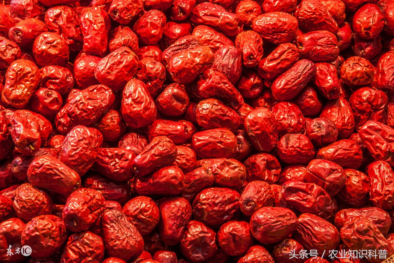 2022乐陵金丝小枣节是几月几号,2024年乐陵金丝小枣多少钱一斤