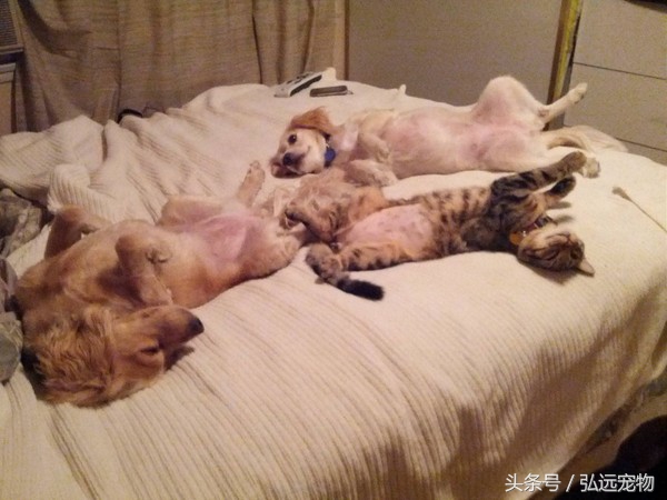 狗狗喜欢睡床的理由是这样的。。。