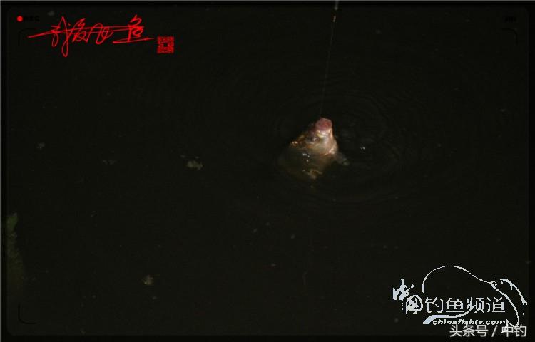 蝙蝠老是来屋里怎么赶走,蝙蝠来屋里怎么办