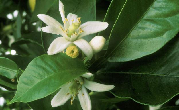 佛手柑|我自拈花笑，清风徐徐来