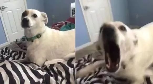 在家敷了片面膜，被狗子看到后，竟被...