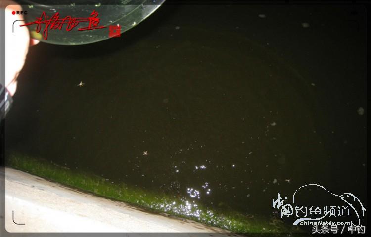 蝙蝠老是来屋里怎么赶走,蝙蝠来屋里怎么办