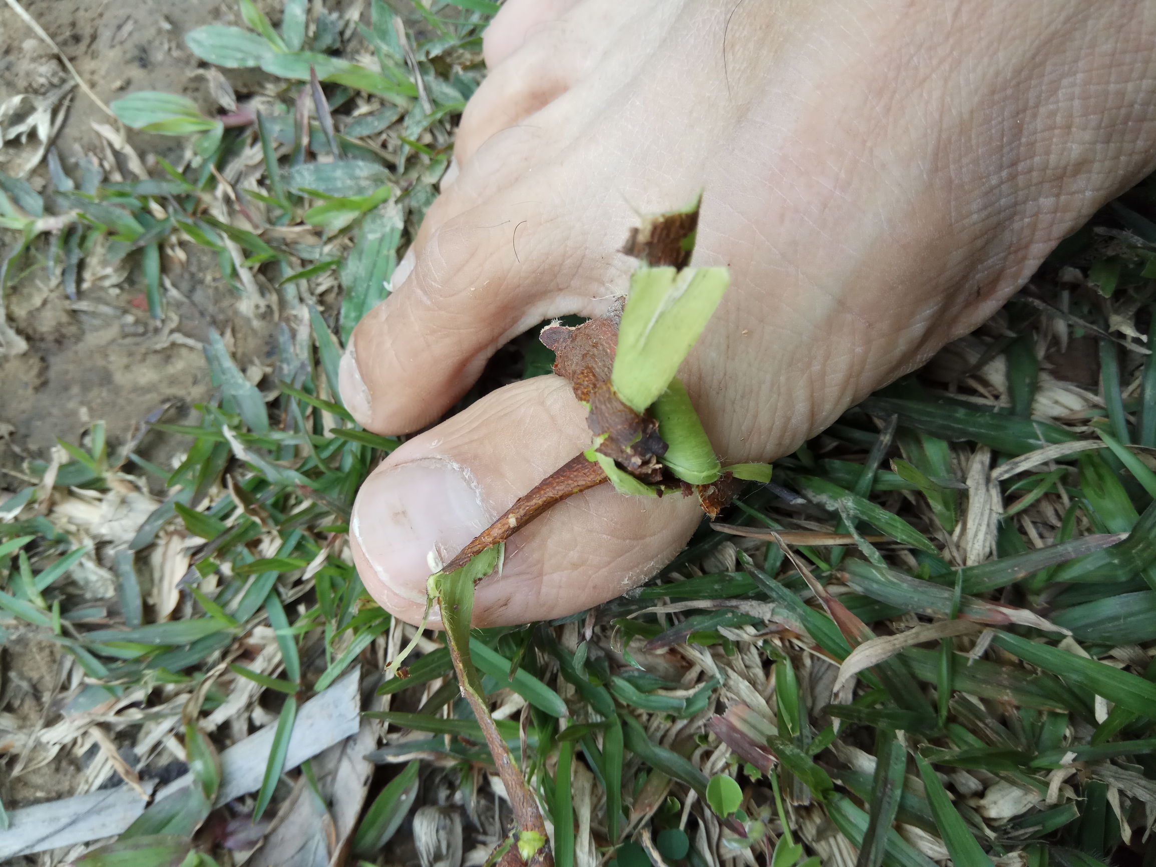 大道至简殊不知简单才是最难的,什么植物能治愈脚后跟裂开