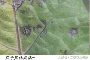 茄子的种植和管理及病虫害的防治,茄子蚜虫