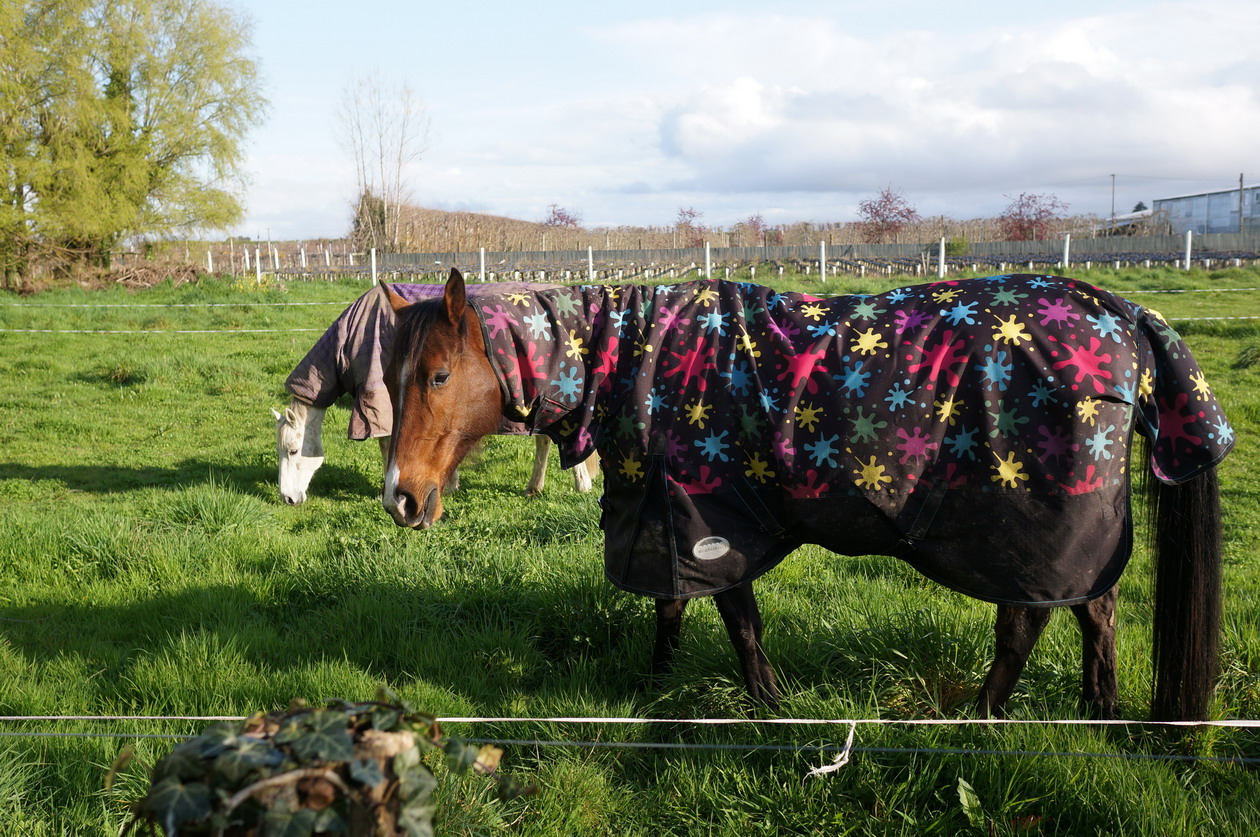 环游记新西兰旅游攻略,自驾游新西兰攻略大全最新