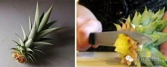 如何用各种水果的种子种植水果苗,水果种植技术水果苗