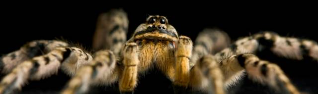 澳大利亚吉祥物袋鼠,澳大利亚的袋鼠伤人事件