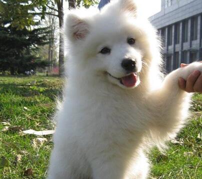 怎么预防萨摩耶掉毛,萨摩耶怎么预防感冒