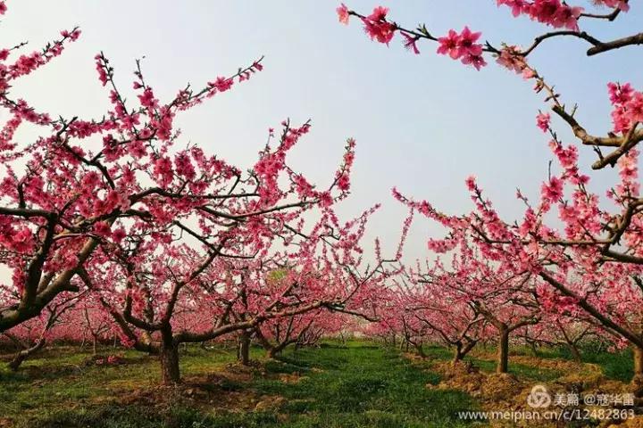 中国天然氧吧为什么是永寿,永寿槐林氧吧